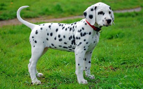 How Much Does Dalmatian Puppies Cost Tieshia Web