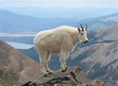 This year — the year of the goat — was no exception, as an announcement on the website publimetro made clear in 2003 (the chinese zodiac's year of the goat), a group of cubs fans headed to houston with a billy goat named virgil homer and attempted to gain entrance to minute. Yellowstone Wildlife Spotlight: Mountain Goat