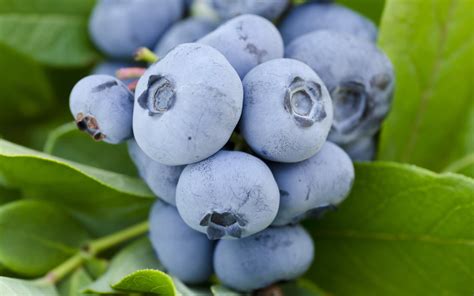 Buy Woodard Rabbiteye Blueberry Bush Free Shipping 1 Gallon Pot