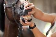 What You Need to Know About Horse Teeth - horses-arizona.com