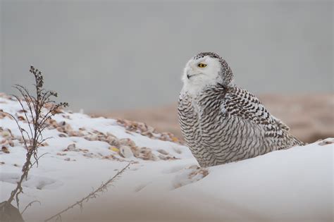 Download Winter Bird Owl Animal Snowy Owl 4k Ultra Hd Wallpaper