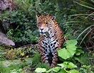 Jungle Cat Photograph by Graham Parry | Pixels