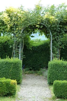 The wax myrtle is the best option for homeowners who have small yards yet want a hedge as a fence line. 15 Living Privacy Fences