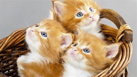 Animal Cat 5 4k Hd Animals Wallpapers Hd Wallpapers Id 34457