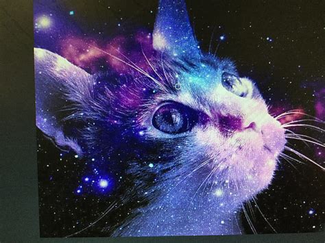 Galaxy Cat Animals Hd Wallpaper Peakpx
