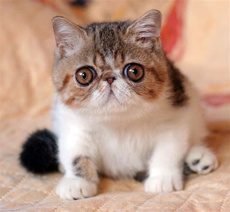 Pin On Exotic Shorthair Cat Breed