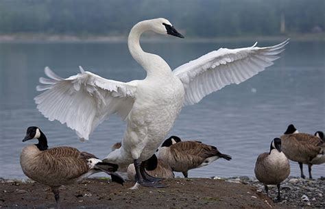 Royalty Free Trumpeter Swan Pictures Images And Stock