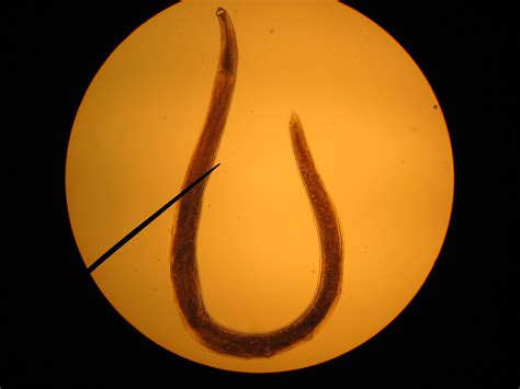 Necator Americanus Multicellular Parasite Phylum Aschel Flickr