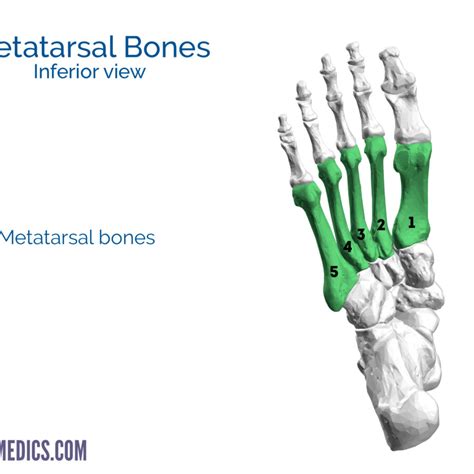Bones Of The Foot Tarsal Bones Metatarsal Bone Geeky Medics