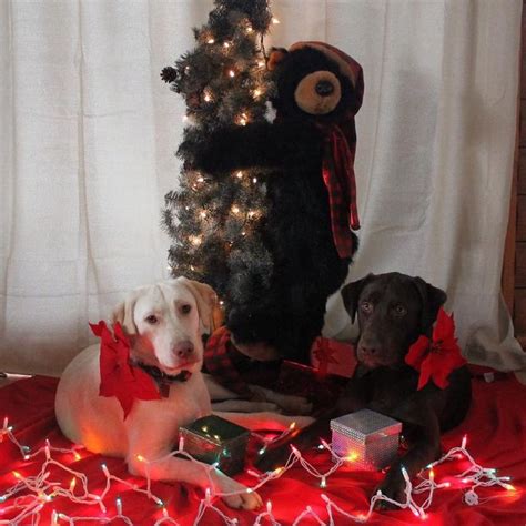 Pin By Nikey Mattson On Christmas Cuties Pet Holiday Holiday Decor