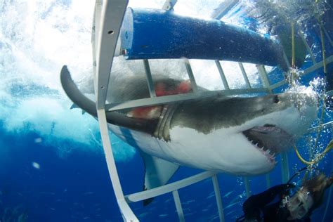 The Day I Came Face To Face With A Great White Shark Huffpost