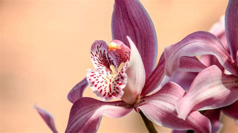 Pink Orchid Flower Wallpapers On Wallpaperdog