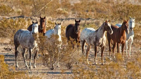 Mustang Horses Types Uses And Breed Characteristics
