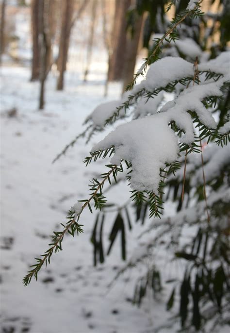 Using Georgia Native Plants Winter Praise
