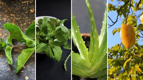 7 Indian Medicinal Plants To Grow At Your House