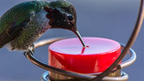 Hummingbird Feeding Photograph By Michael Moriarty Fine Art America