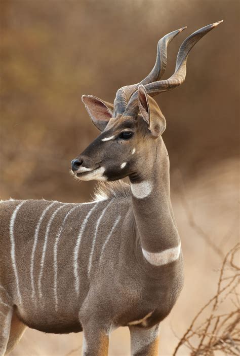 The Lesser Kudu Is Native To Ethiopia Kenya Somalia Sudan Tanzania