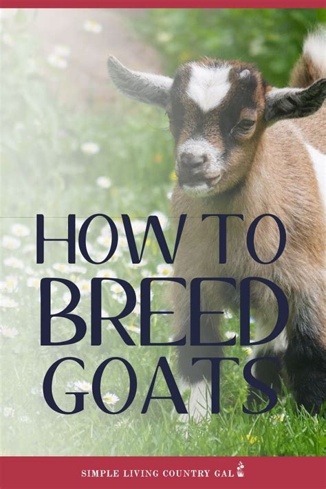 Goat Breeding 101 Getting Started Simple Living Country Gal
