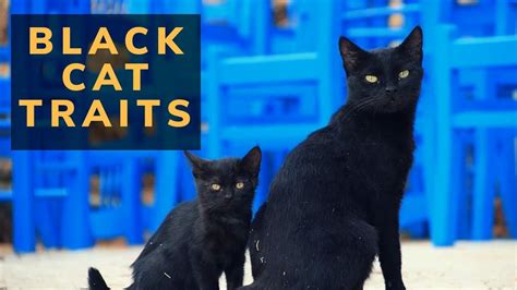 Black Cat Traits Cat Traits Cat Traits In Humans Cat Traits