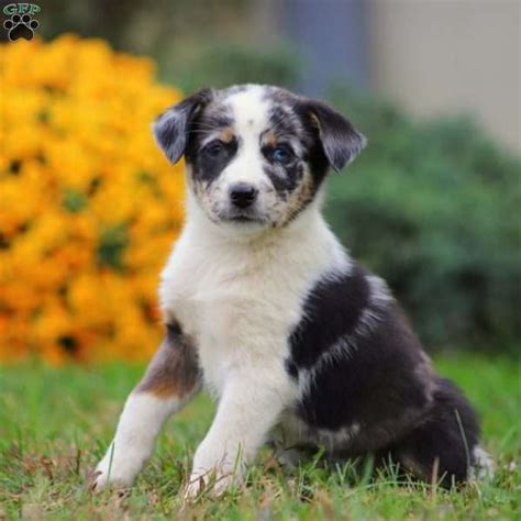 Puppyfinder.com is proud to be a part of the online adoption community. Australian Shepherd Mix Puppies For Sale | Greenfield Puppies