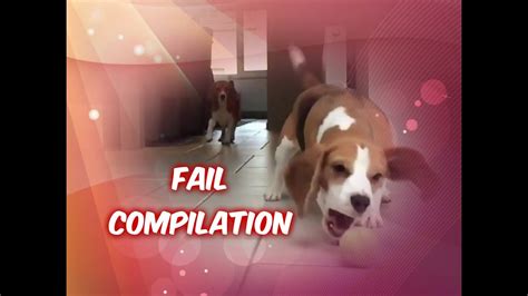 Funny Beagle Louie Fail Compilation Youtube