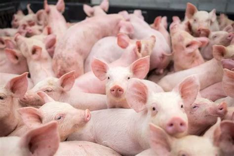 Human And Pig Gene Hybrid Used To Grow Skin In Major Breakthrough