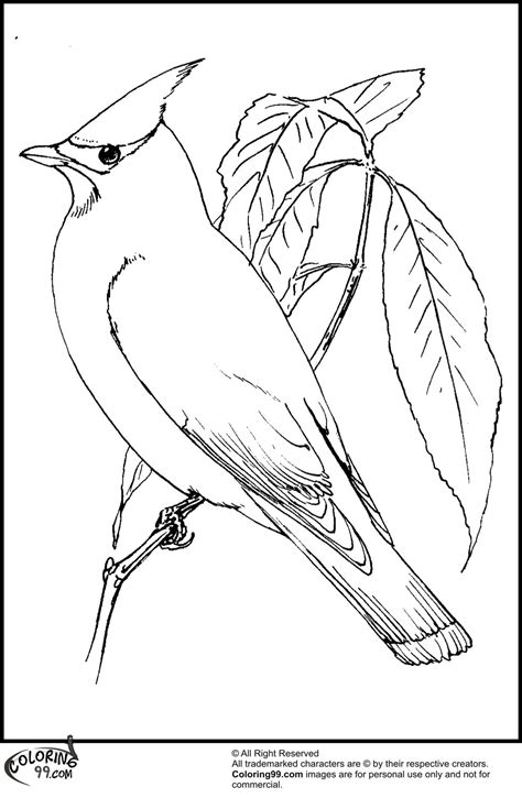 american cardinal coloring pages team colors