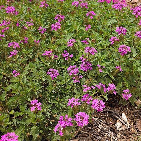 Cascading Rose Verbena Groundcover B179ae51 Perennial Border Plants