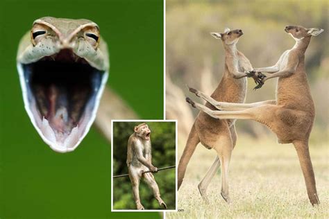Laughing Snake Dancing Kangaroos And A Monkey Going Nuts Among