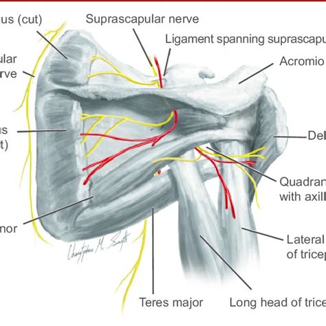 Shoulder Anatomy Nerves