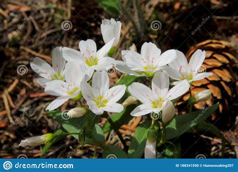 Lanceleaf Spring Beauty Claytonia Lanceolata Stock Photo Image Of