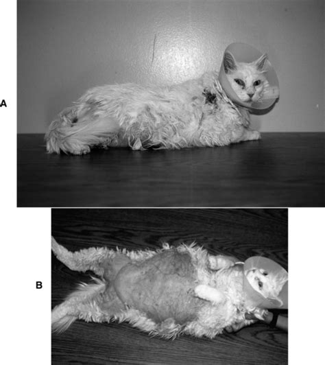Hyperadrenocorticism In Cats Cushings Syndrome Veterian Key