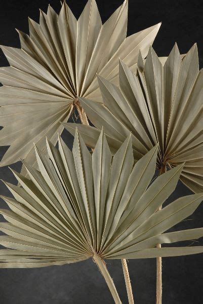24 Dried Natural Fan Palm Leaves Fronds 5 Leavesbundle 499