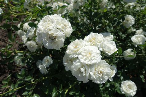 White Rose Cultivars Learn About Different Types Of White Rose