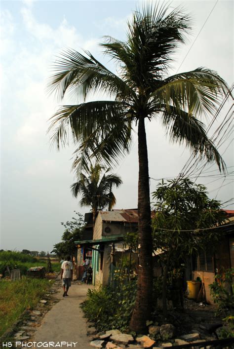 Coconut Tree Puno Ng Niyog Xd Hannah Sastre Flickr