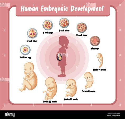 Desarrollo embrionario humano en ilustración infográfica humana Imagen