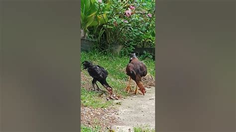 Rural Cocks Northeast Thailand Enjoylife9994 Youtube