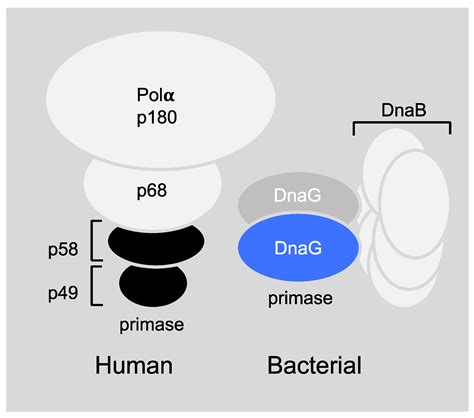 antibiotics free full text dnag primase—a target for the development of novel antibacterial