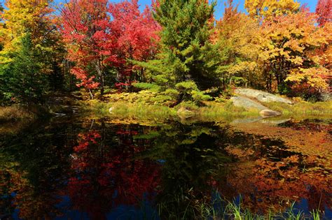 Trees Pond Forest Wallpaper Nature And Landscape Wallpaper Better