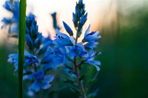 Free Stock Photo Of Blue Flowers Flowers Nature