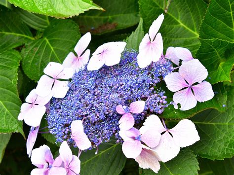 How To Grow And Care For Hydrangeas Lovethegarden