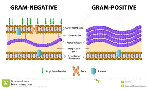 Gram Positive And Gram Negative Bacteria