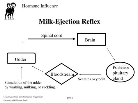 PPT Milk Ejection Reflex PowerPoint Presentation Free Download ID