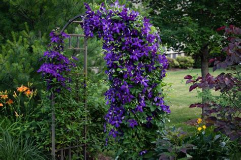 10 purple flowering vines you ll love garden lovers club