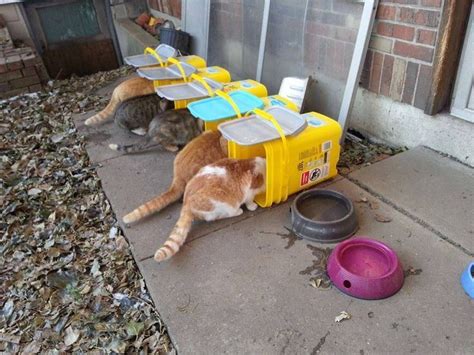 A Good Idea To Feed Outdoor Cats In Colder Weather Tidy Cats