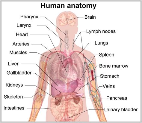 Torso Anatomy Diagram Internal Organs Anne White The Best Porn Website