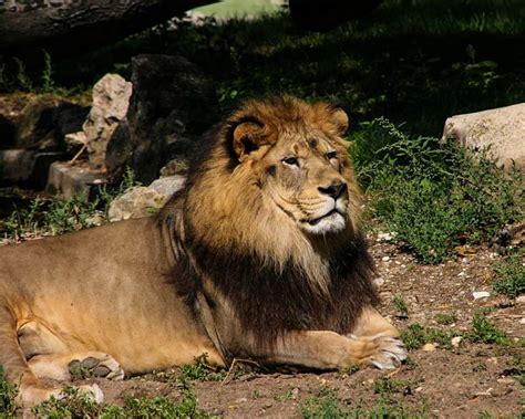 Barbary Lion Panthera Leo Leo Endangered Animals