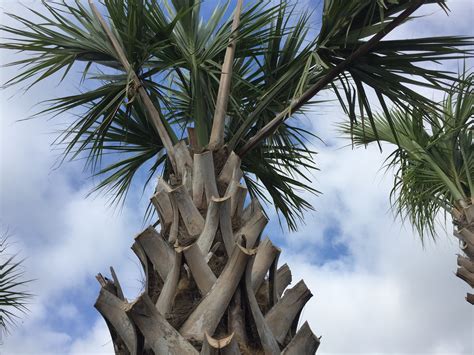 Florida Sabal Palm Southwest Nursery Wholesale Landscaping Supplies