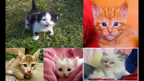 Pictures of cute kittens everywhere!!! Pictures of baby kittens | newborn kittens - The Cutest ...