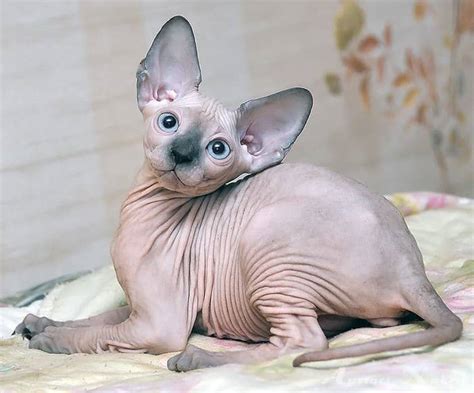 Attractive Sphynx Or Hairless Cat Price Petco Near Me
